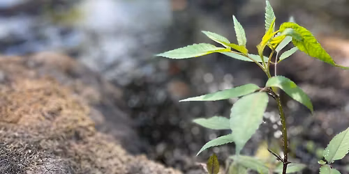 M\u00e9ditation et \u00e9nerg\u00e9tique, avec Jean Luc Champougny