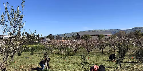Veggielution x Acterra Orchard Care Day