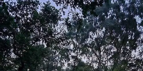 Bat and Moth Evening - Cannock Chase 