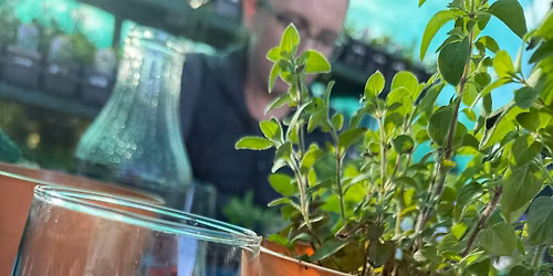 Greek Oregano medicinal herb workshop
