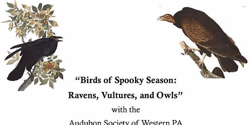 Birds of the Spooky Season: Ravens, Vultures and Owls