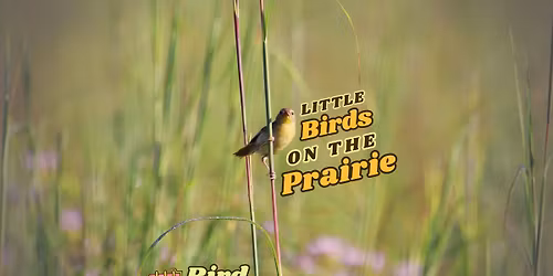 Wed. Bird Walk: Little Birds on the Prairie
