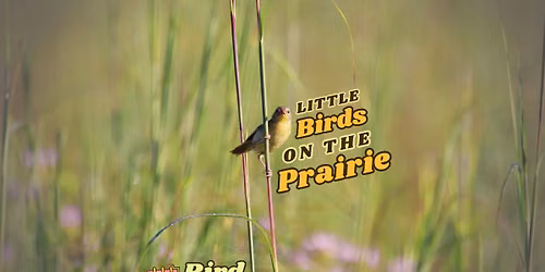 Wed. Bird Walk: Little Birds on the Prairie