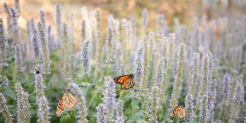 SFZA Conservation Series: World Pollinator Week