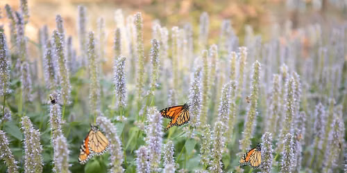 SFZA Conservation Series: World Pollinator Week