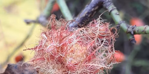 Late Autumn Nature Walk