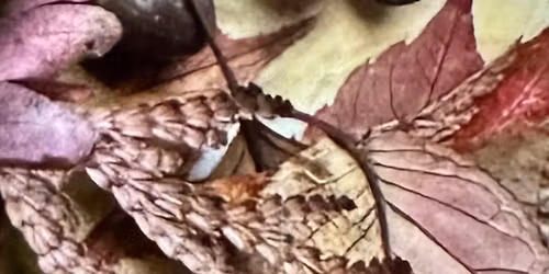 I Vinterens Favn - stemme, dans & lydbad 