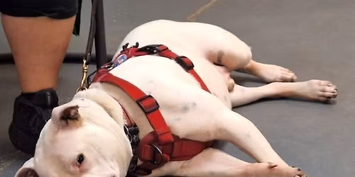 Mastering Calm (Around Other Dogs & People) Part 1