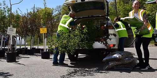 Edina Tree Distribution