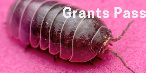 Bugs-R-Us | Bugs and Bugs as Food