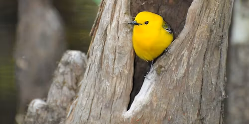 Nature Discovery Day: Hearts in Nature