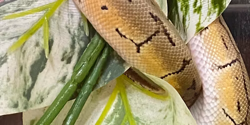 Exotic Reptile Plants and Aquatics Expo