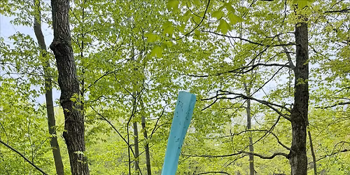 Preserve Stewards: Tree Restoration Workday