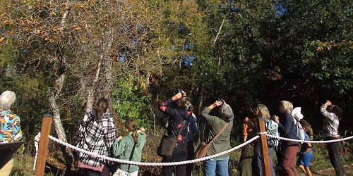 Birding 102- Intermediate Birding