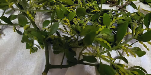 Harvest the Sacred Mistletoe