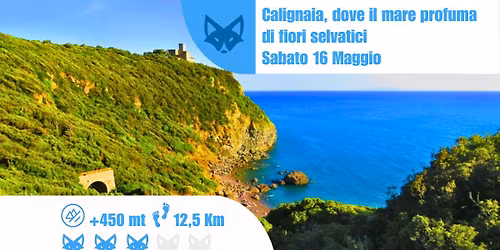 Calignaia, dove il mare profuma di fiori selvatici