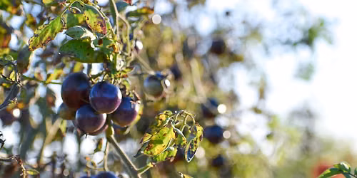 Harvest Table - Wine Gathering