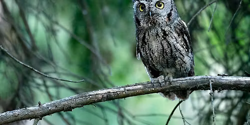 Western Screech-owl Working Group Meeting