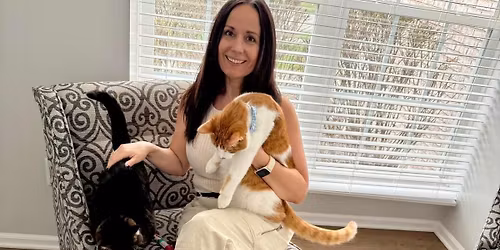 Maine coons for adoption and rehoming