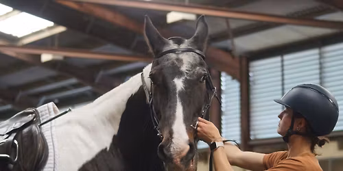 Introduction to In-hand work: French Classical Dressage