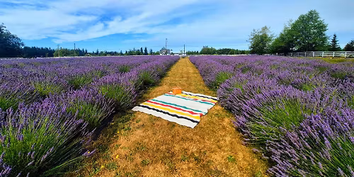 NEW Lavender Evening Picnics in the Field
