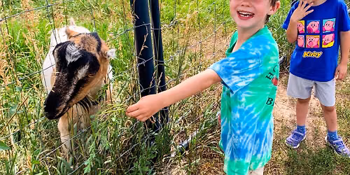School Days Off Class: What\u2019s GOATing on at the Dairy?