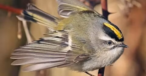 Homeschool Day - Birds and Worms