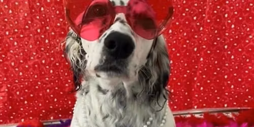 Beancounter Dog Beauty Pageant (part of River Days!)
