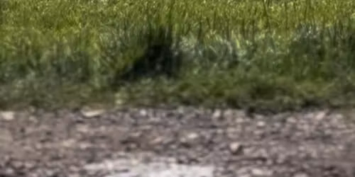 South Durham branch of The Pony Club Pony Racing at Newcastle Racecourse 