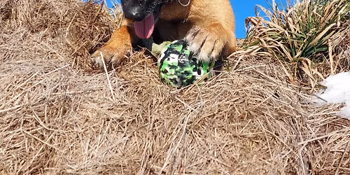 Hypi ringo 6.ro\u010dn\u00edk