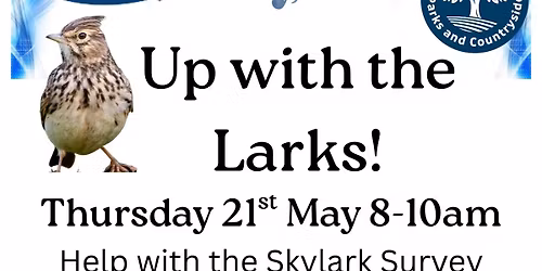 Up with the Larks! Skylark survey at Blackhall Rocks