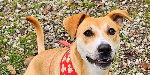 Paws for a Cause Dog Walk-a-thon 