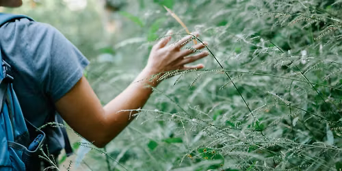 Adult Wellness: Forest Bathing