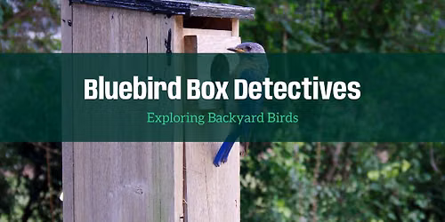 Bluebird Box Detectives