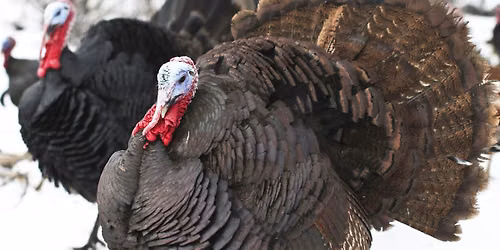 Turkey Reservations 2026