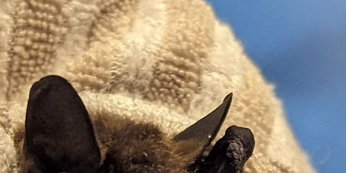 Fledermaus gefunden \u2013 was tun?