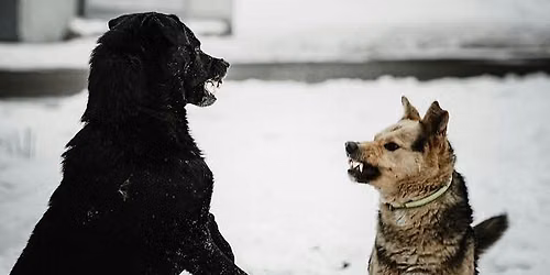 Diskurstage 2026 - Aggression beim Hund - Entstehung. Funktion. Umgang. 