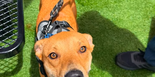 Dog Adoption Event