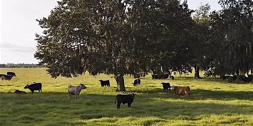 UF Elite Herdsman Academy