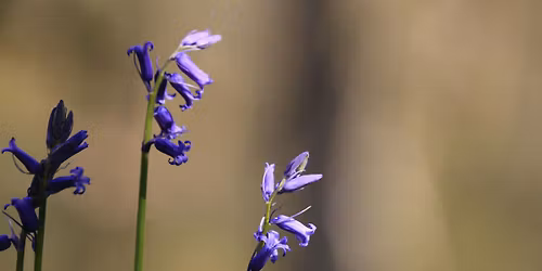 Annual Bluebell Walk @ The Outwoods (Pt.2)