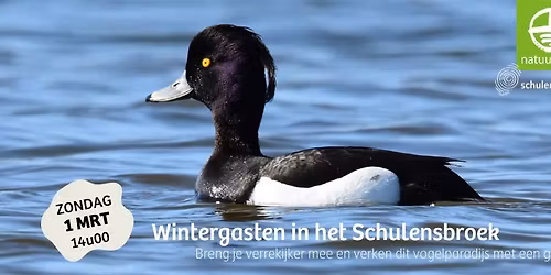 Op zoek naar de wintergasten en trekvogels in het Schulensbroek