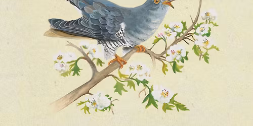 Birds in the Spring