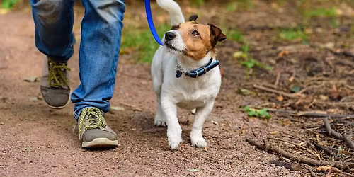 Paws for Cause: Charity Dog Walk Fundraiser
