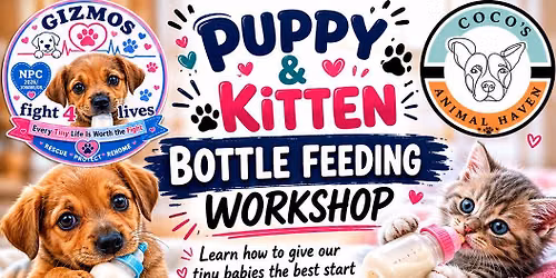 Puppy and kitten bottle feeding 