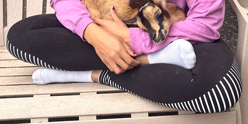     Baby Goat Play Day + Bunny Cuddles