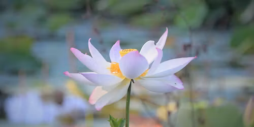 Spring 2026 ODWA Plant Swap