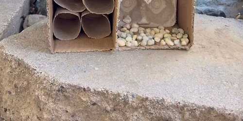 Bug hotel