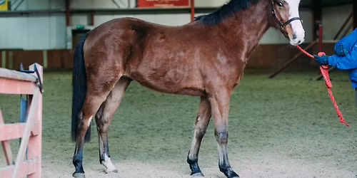 Lucinda Russell hosting SHB(GB) conformation event