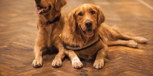 Experience The Life Of A Dog Kindergarten Teacher