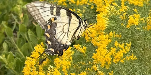 The Great Pollinator Census: Osceola County Edition